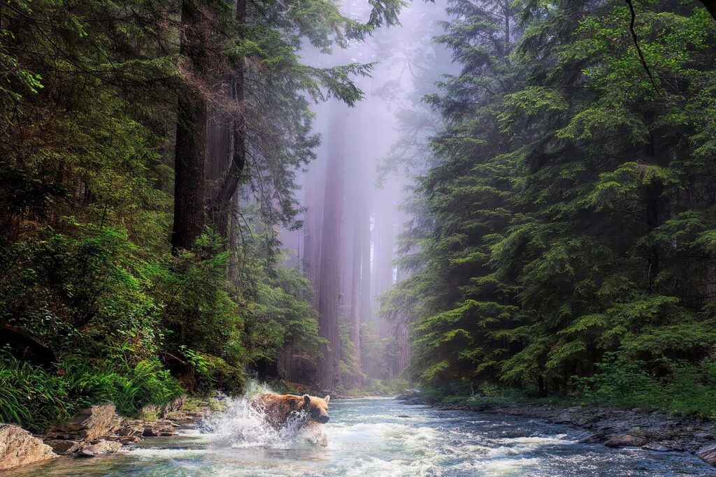 Best Hikes In California Redwoods