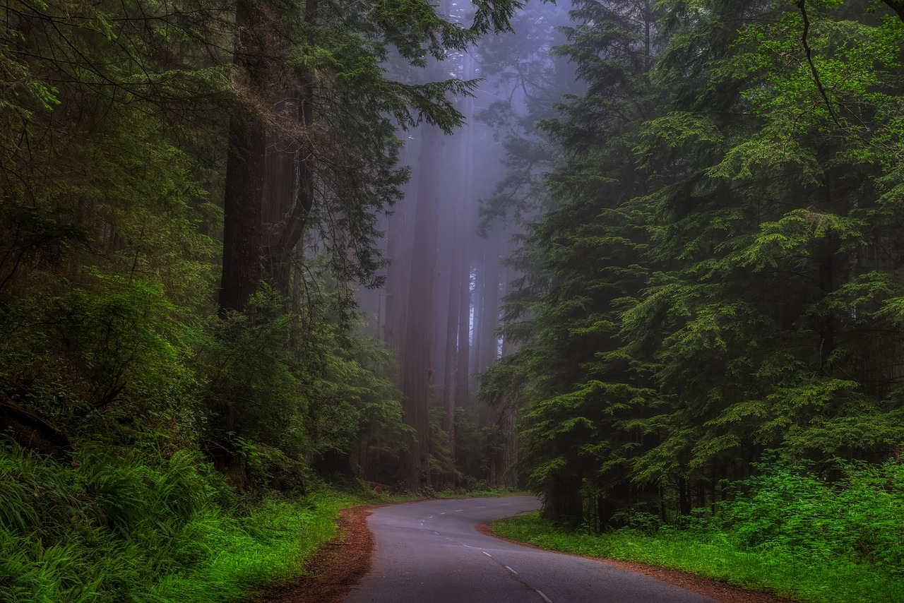 Best Hikes In California Redwoods