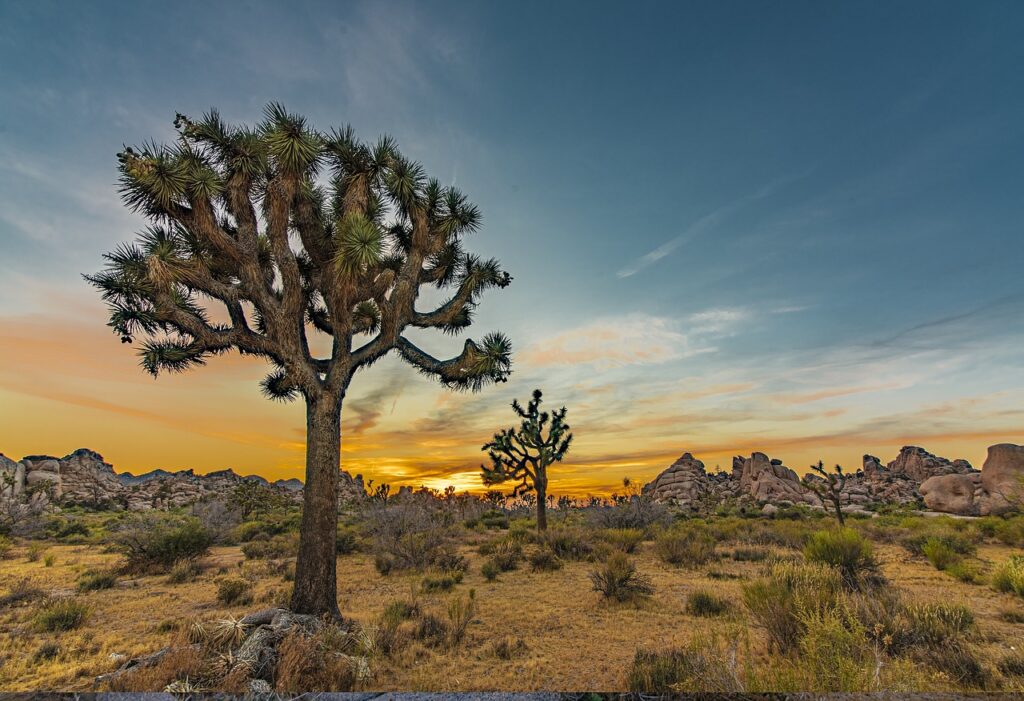 Do You Need Hiking Boots At Joshua Tree?